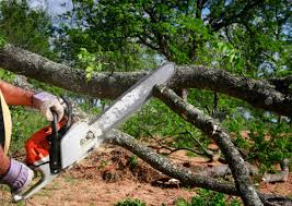  Cambridge, IL Tree Removal and Landscaping Services Pros